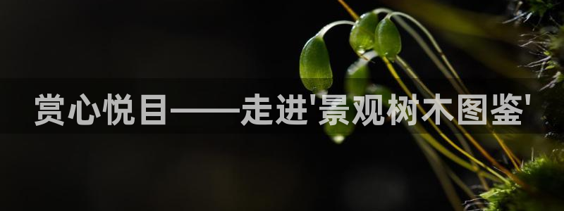 新宝gg官方下载:赏心悦目——走进\'景观树木图鉴\'