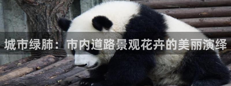 新宝GG管理:城市绿肺:市内道路景观花卉的美丽演绎