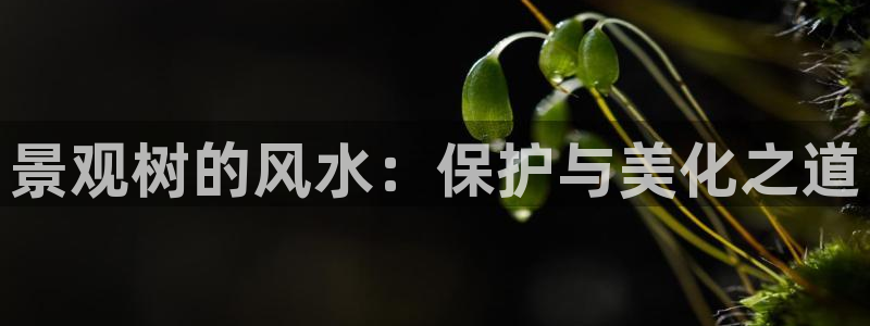 新宝gg娱乐登录地址:景观树的风水:保护与美化之道
